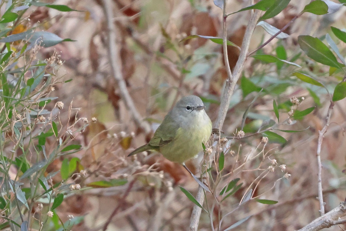 Orange-crowned Warbler - ML627477656