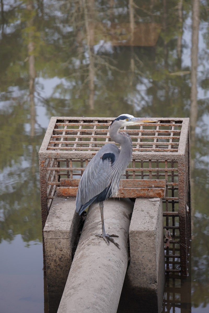 Great Blue Heron - ML627477664