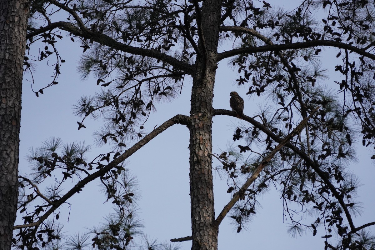 Red-tailed Hawk - ML627477681