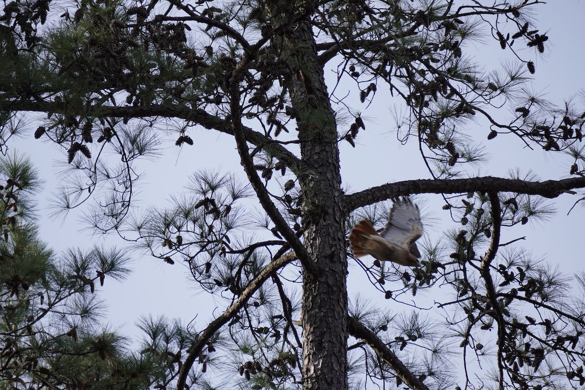 Red-tailed Hawk - ML627477700