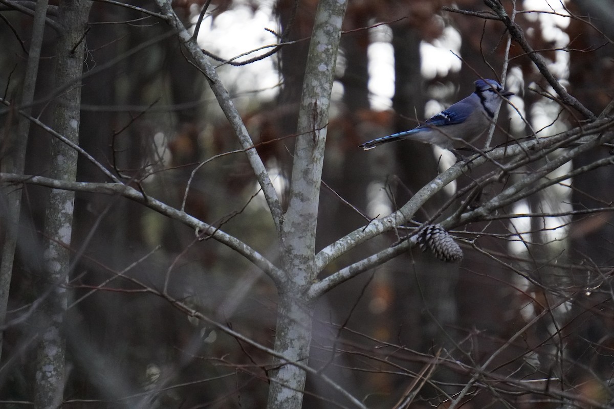 Blue Jay - ML627477718