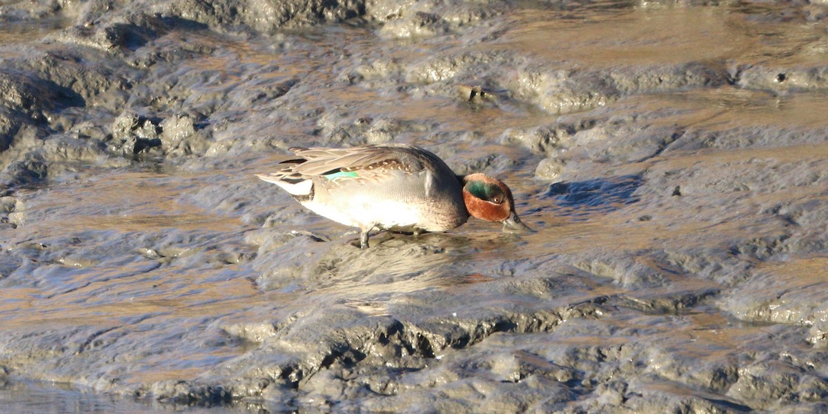 Green-winged Teal - ML627477826