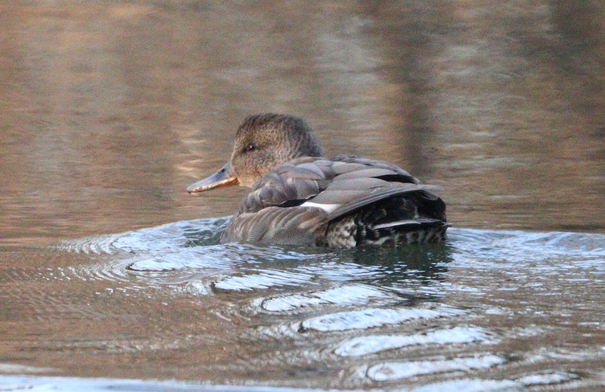 Gadwall - ML627477863