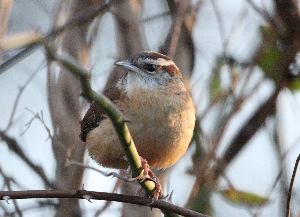 Carolina Wren - ML627477895