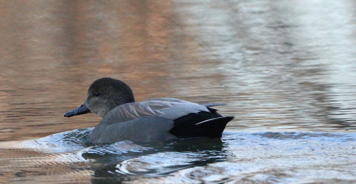 Gadwall - ML627477930