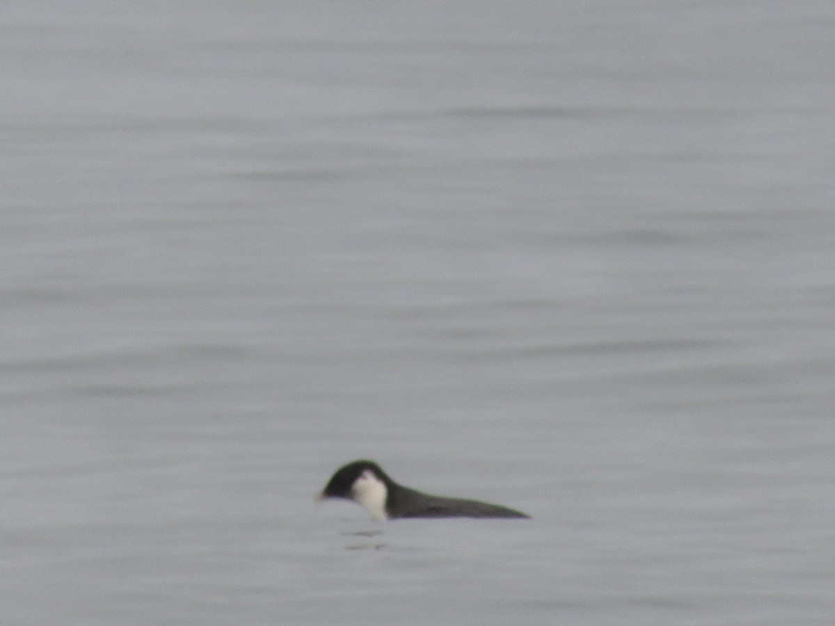 Ancient Murrelet - ML627478047