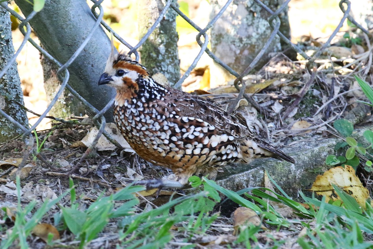 Crested Bobwhite - ML627478061