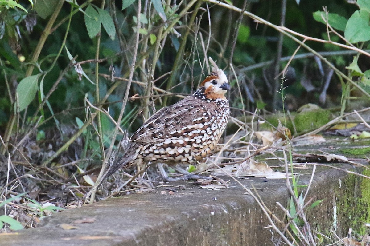 Crested Bobwhite - ML627478062