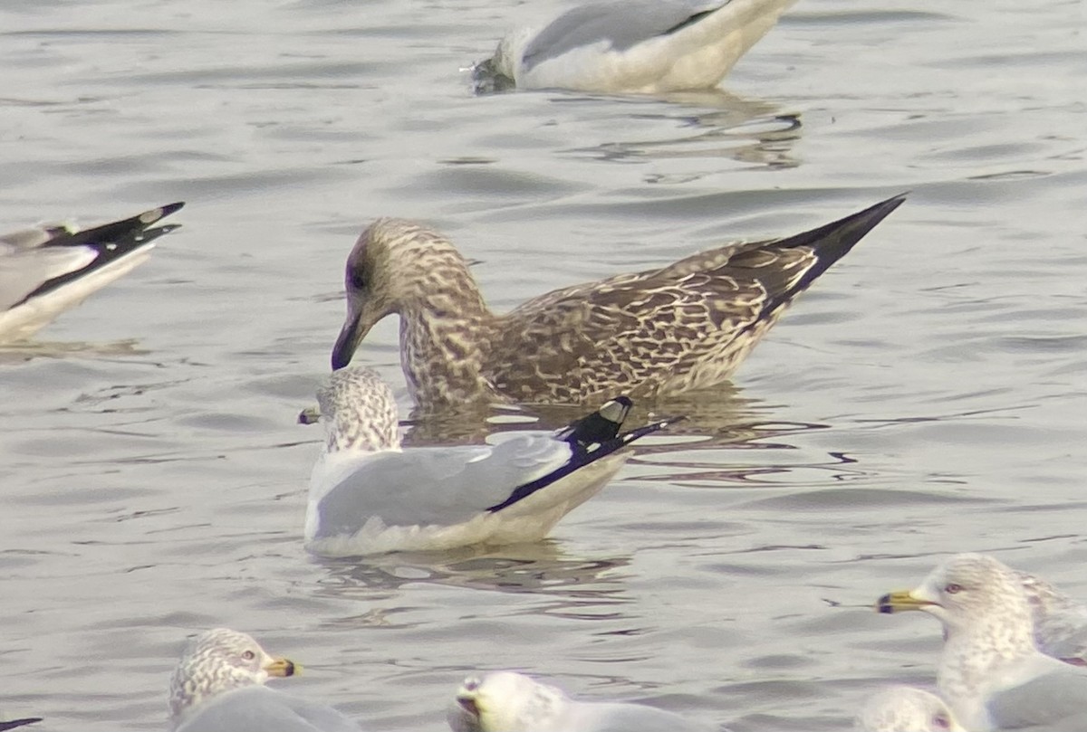 Lesser Black-backed Gull - ML627478073