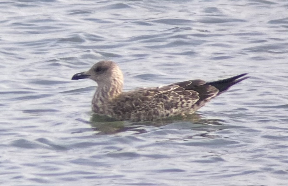 Lesser Black-backed Gull - ML627478074