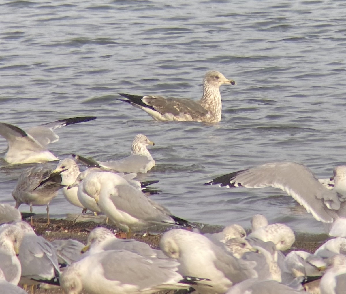 Lesser Black-backed Gull - ML627478076