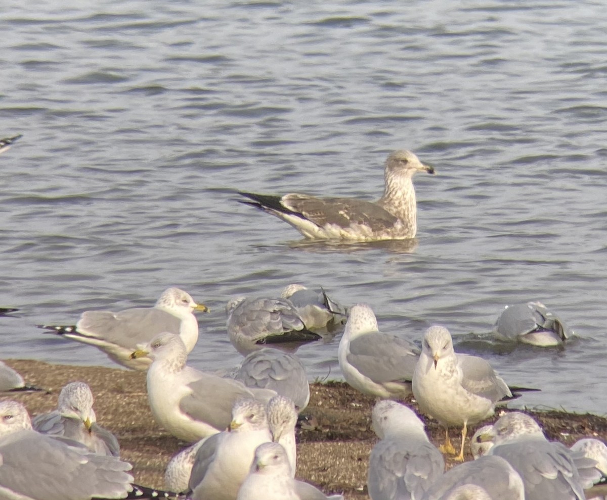 Lesser Black-backed Gull - ML627478077