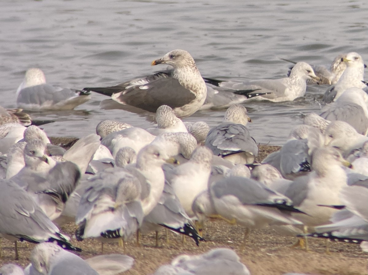 Lesser Black-backed Gull - ML627478082