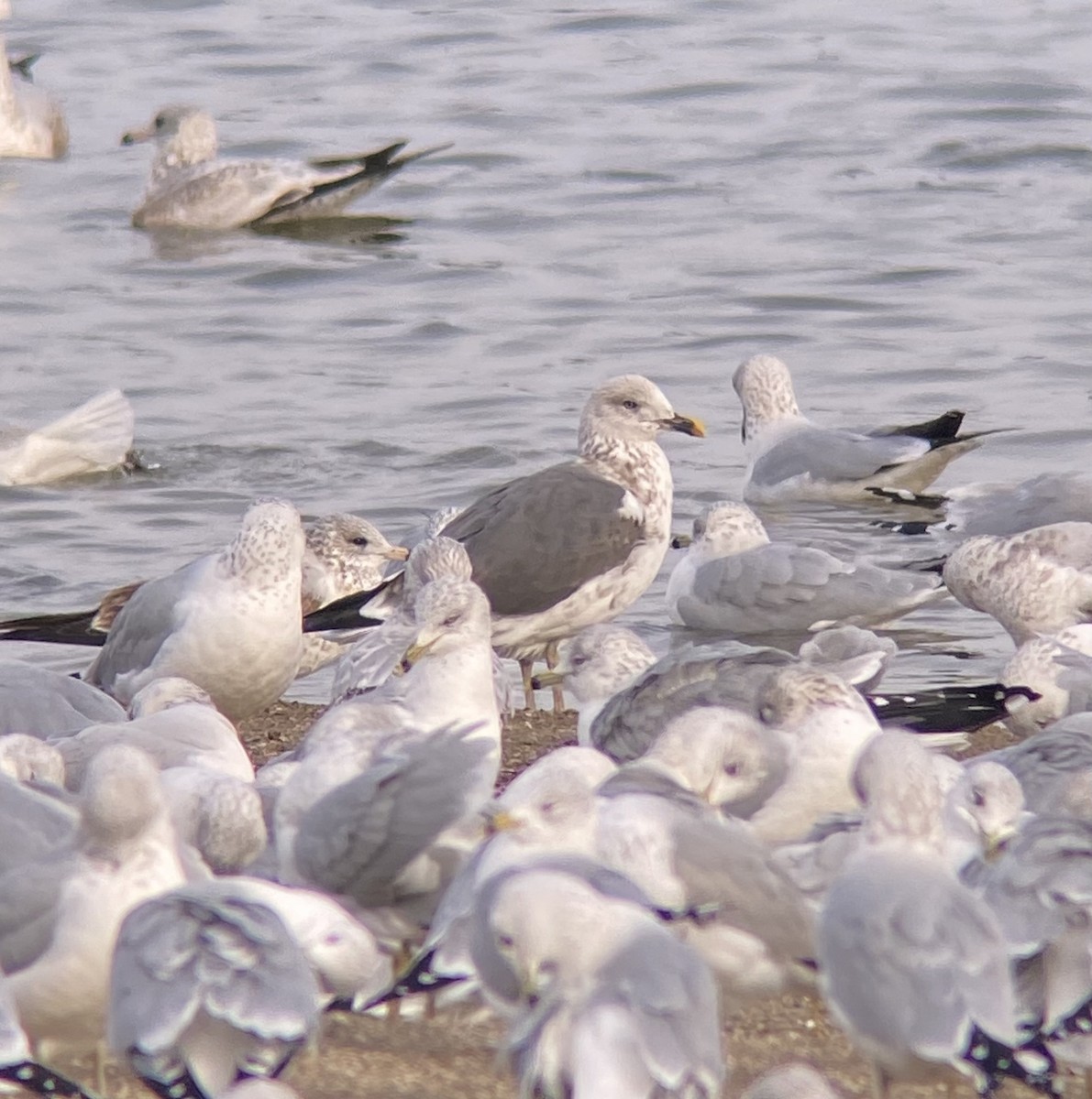 Lesser Black-backed Gull - ML627478083