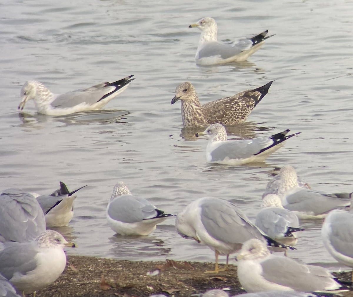 Lesser Black-backed Gull - ML627478145