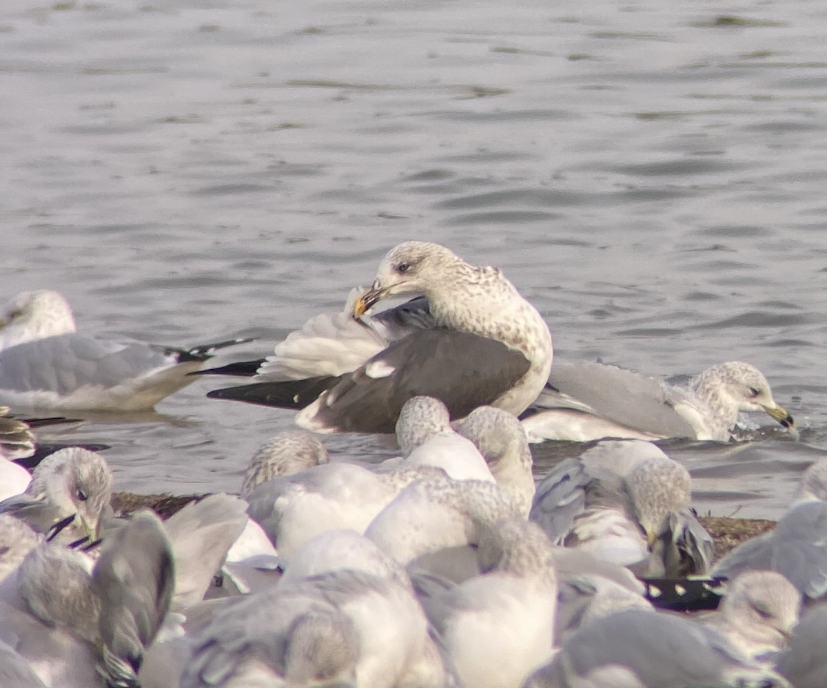 Lesser Black-backed Gull - ML627478146