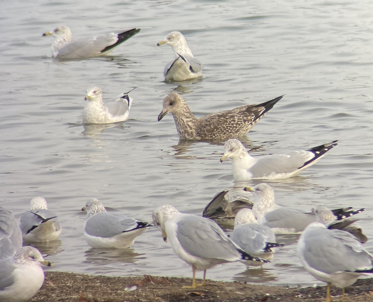 Lesser Black-backed Gull - ML627478149