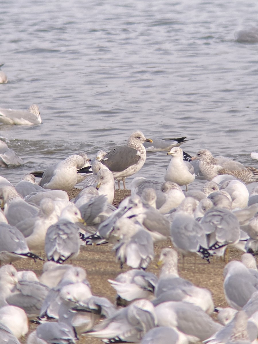 Lesser Black-backed Gull - ML627478151