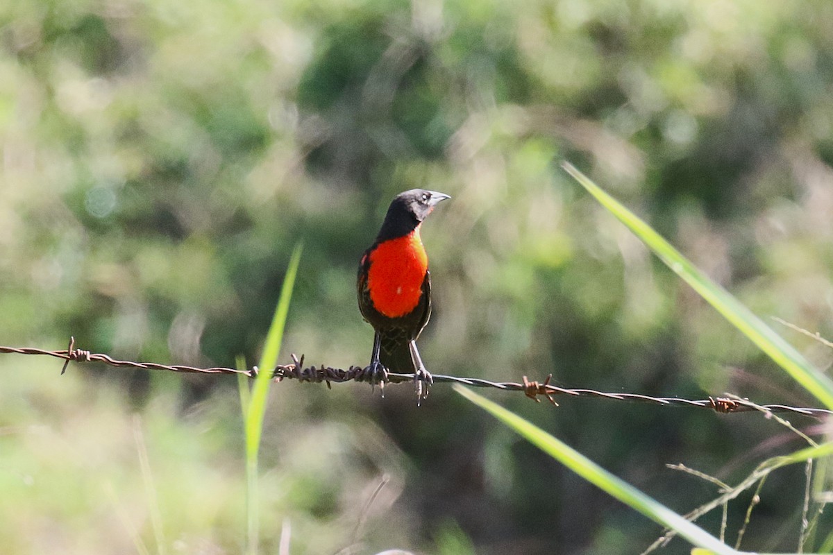 Red-breasted Meadowlark - ML627478282