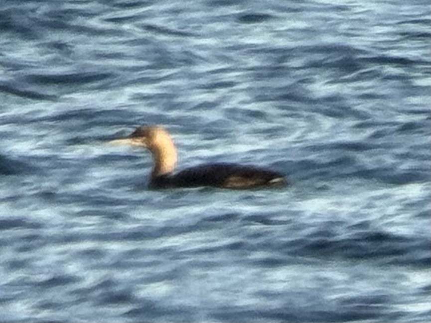 Pacific Loon - Alec Olivier