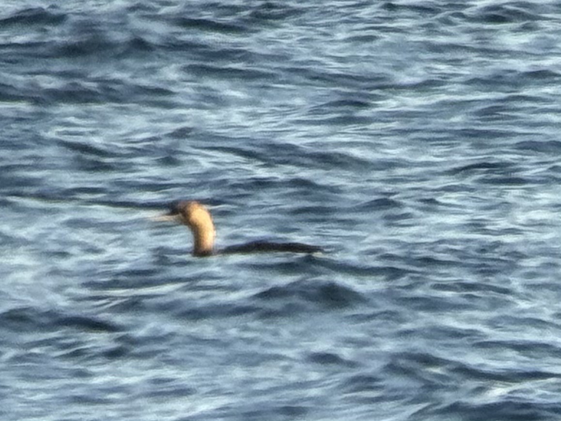 potáplice pacifická - ML627478337