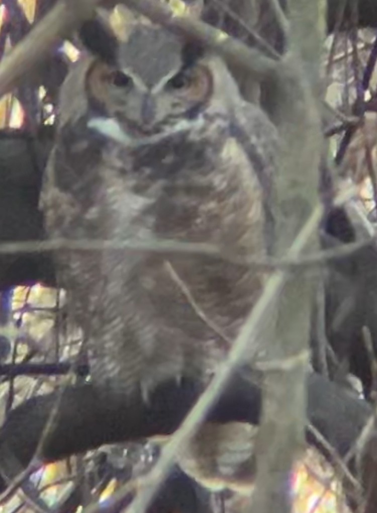 Great Horned Owl - ML627478463
