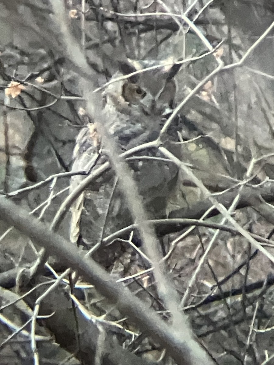 Great Horned Owl - ML627478464