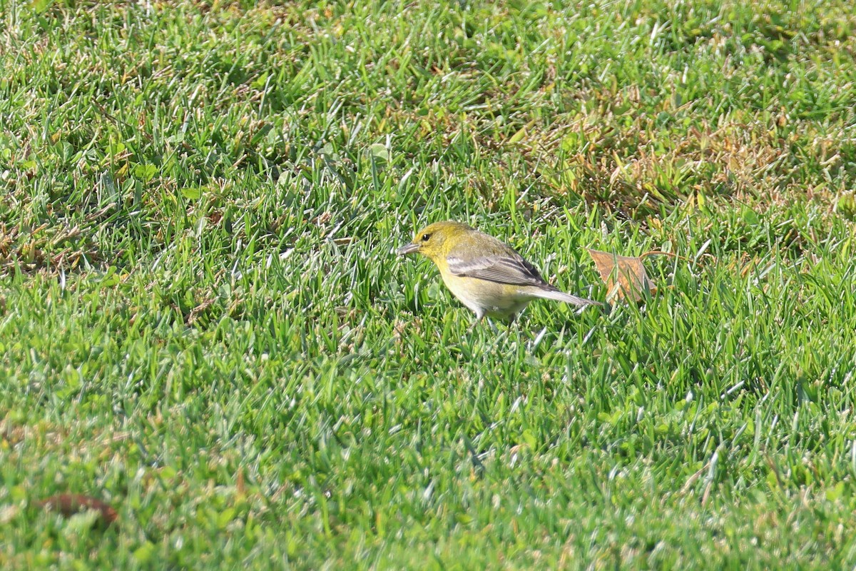 Pine Warbler - ML627478467