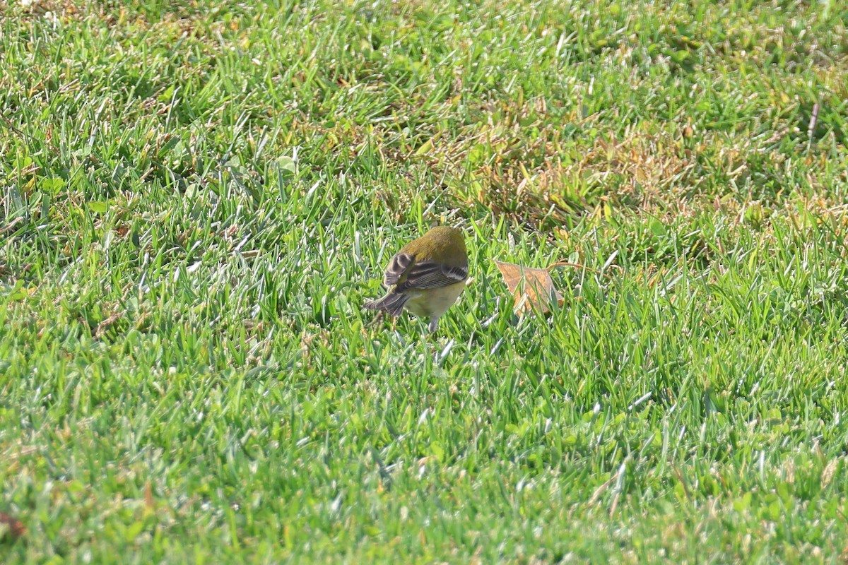 Pine Warbler - ML627478470