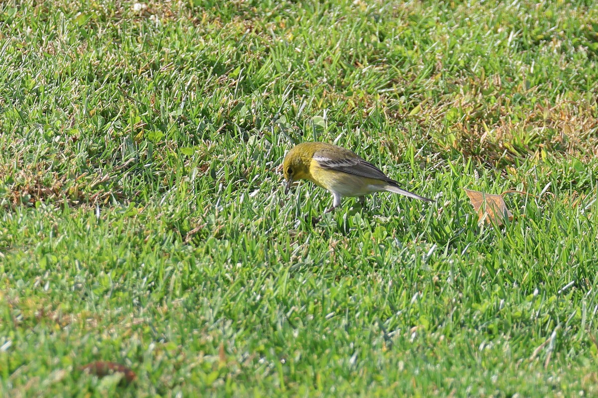 Pine Warbler - ML627478471