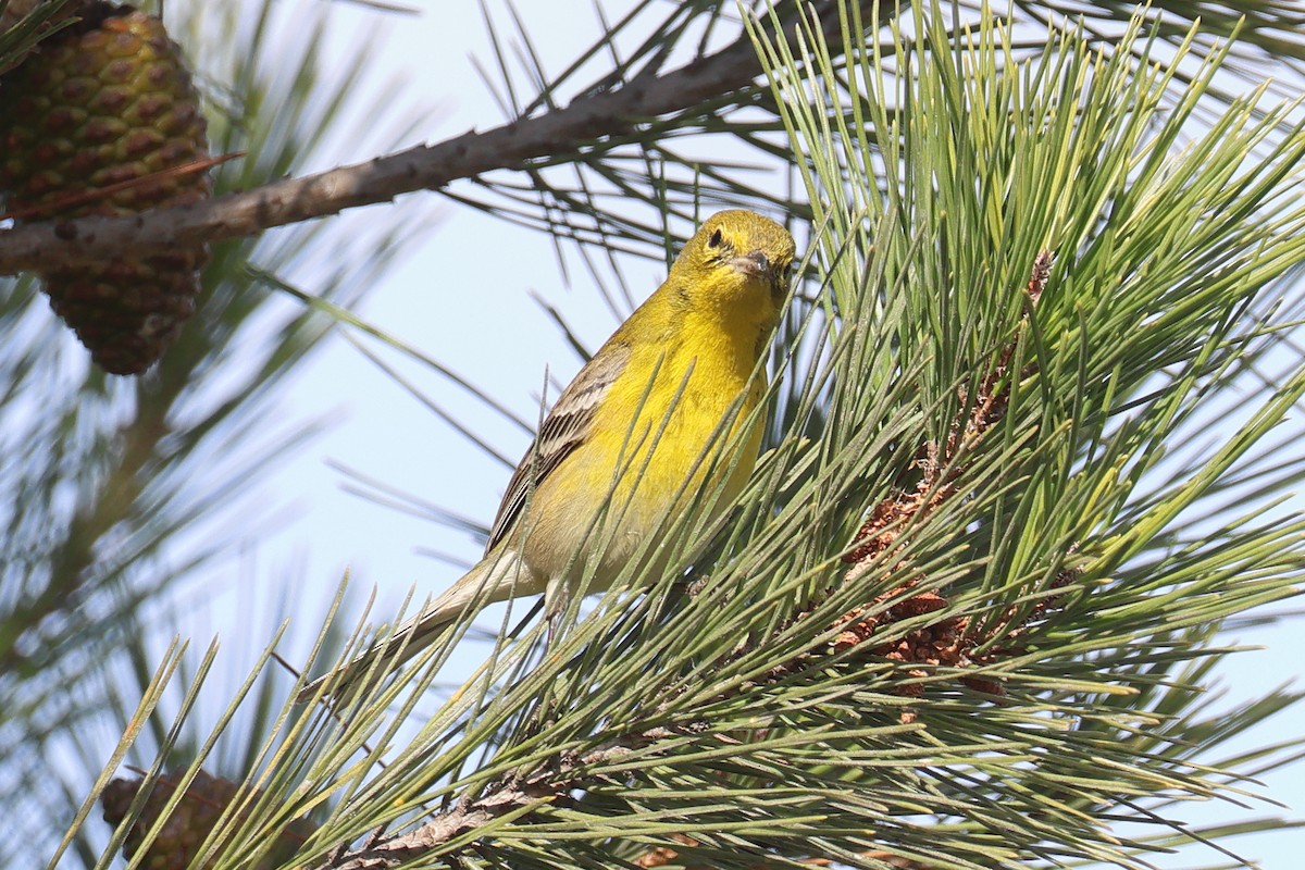 Pine Warbler - ML627478484