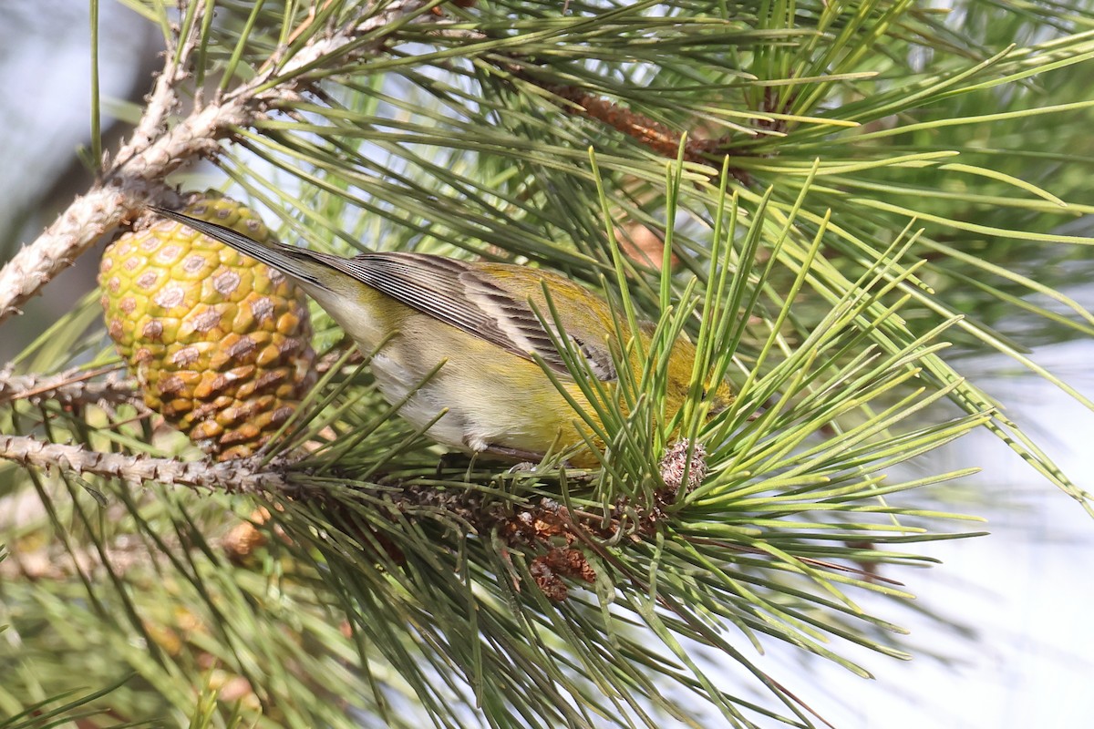 Pine Warbler - ML627478509