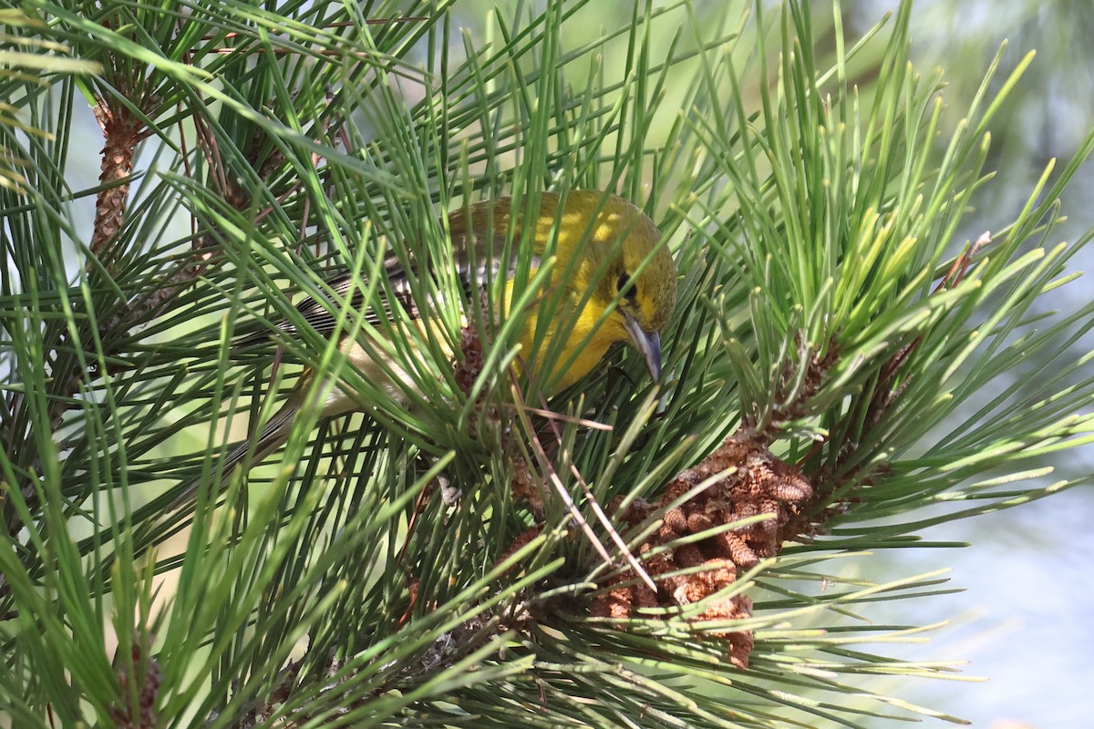 Pine Warbler - ML627478511