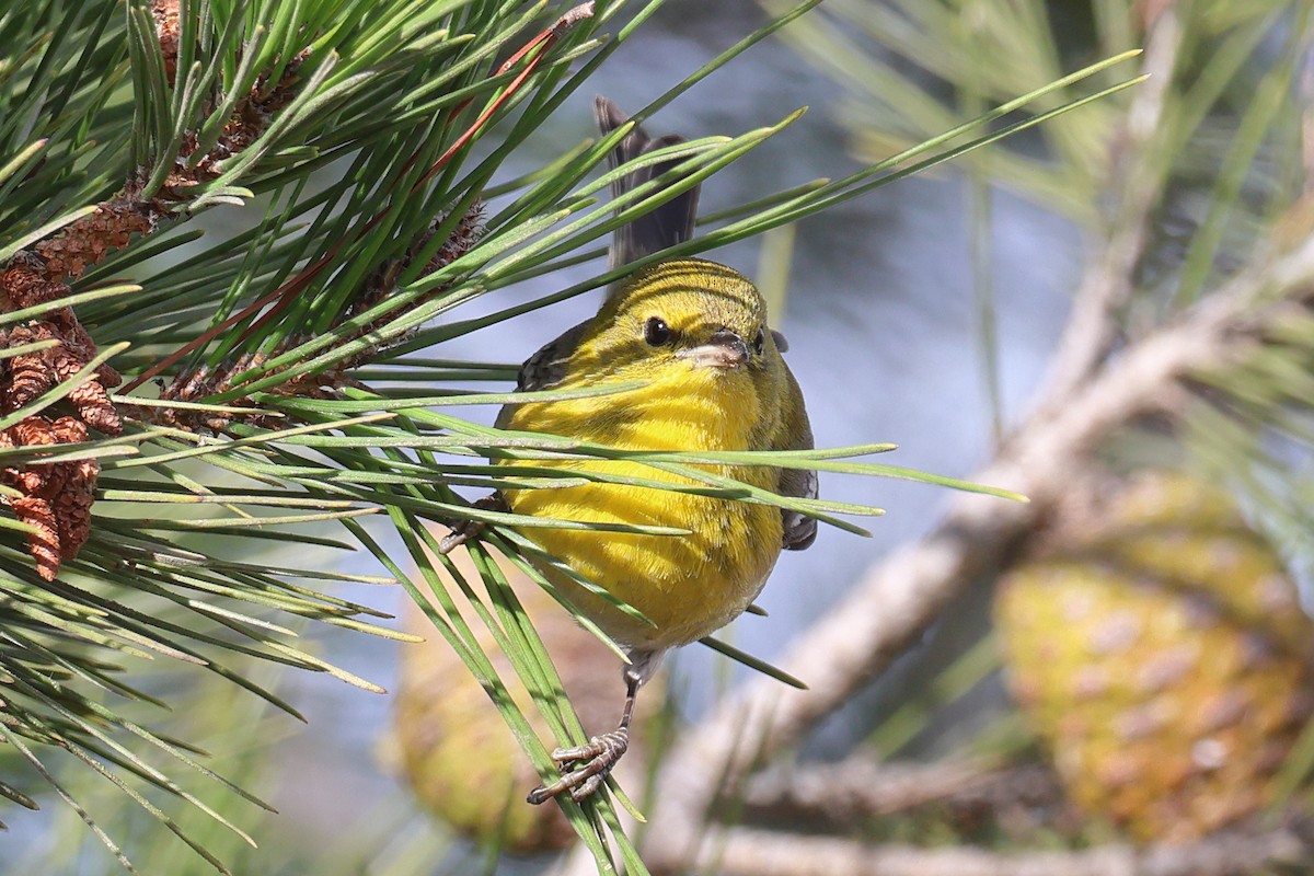Pine Warbler - ML627478515