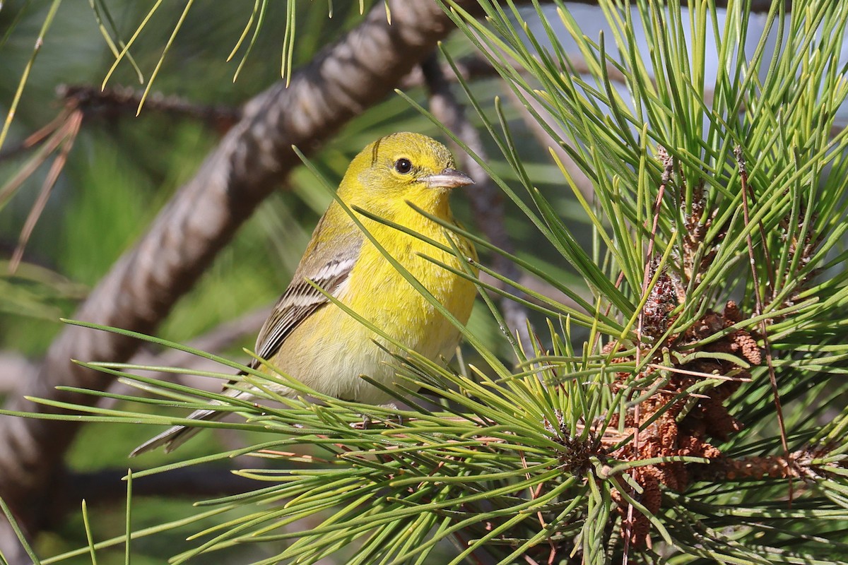 Pine Warbler - ML627478550