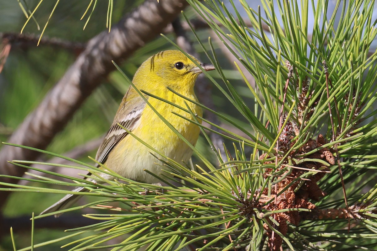 Pine Warbler - ML627478555