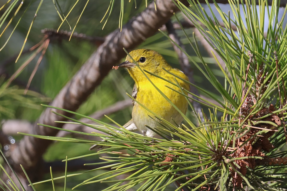 Pine Warbler - ML627478557