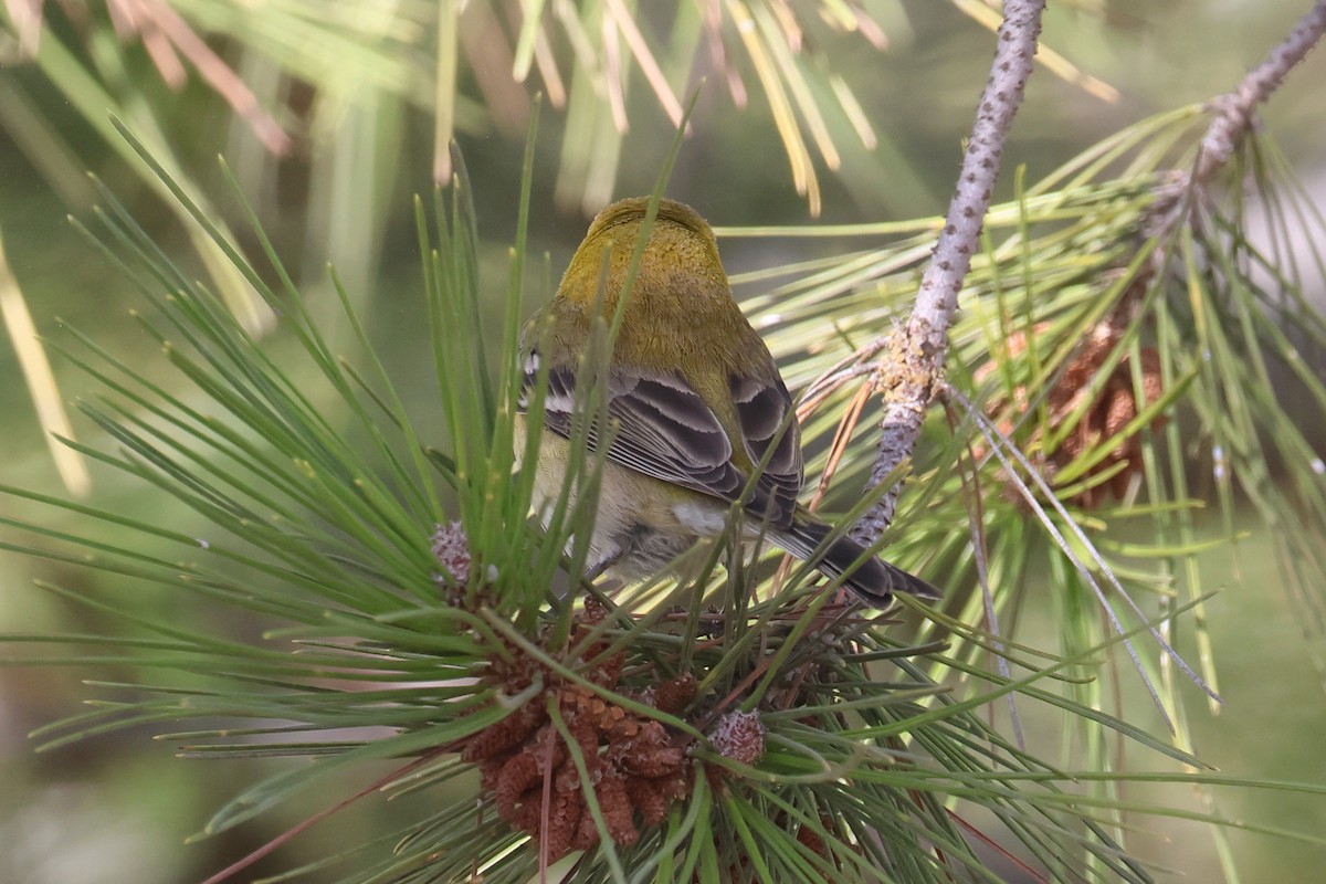 Pine Warbler - ML627478558