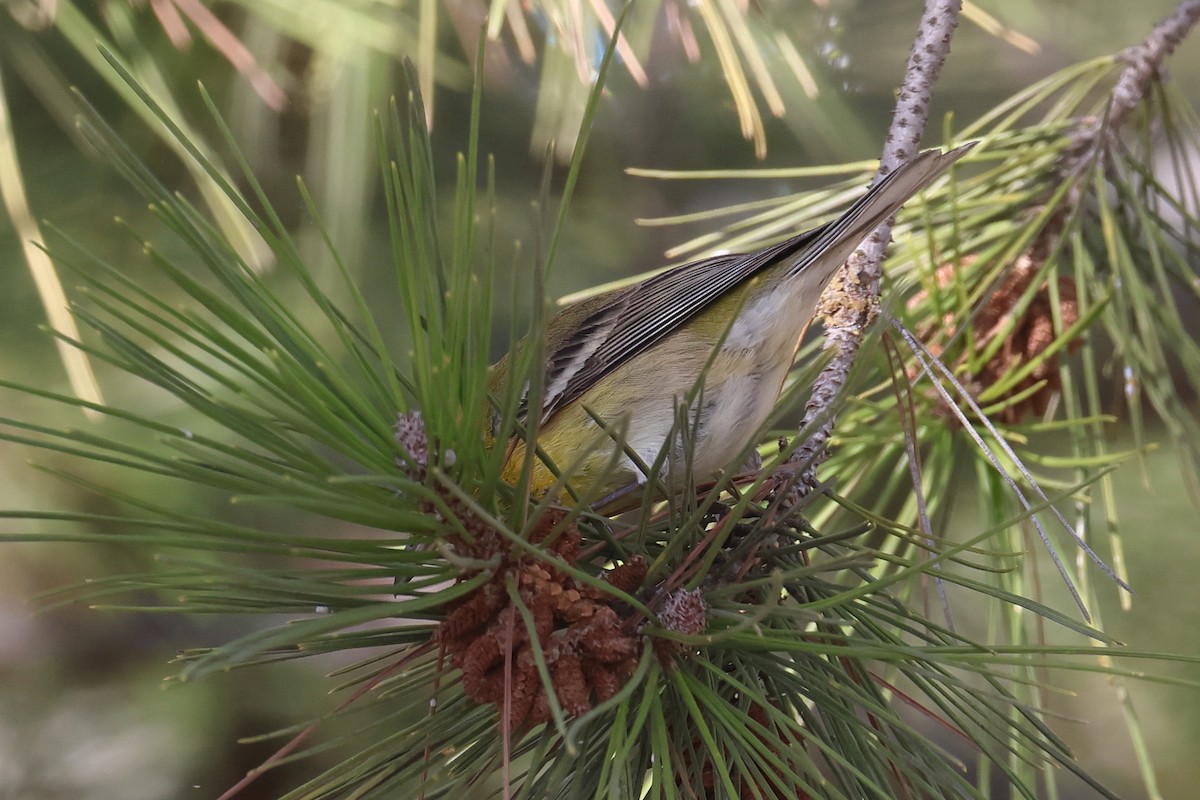 Pine Warbler - ML627478560