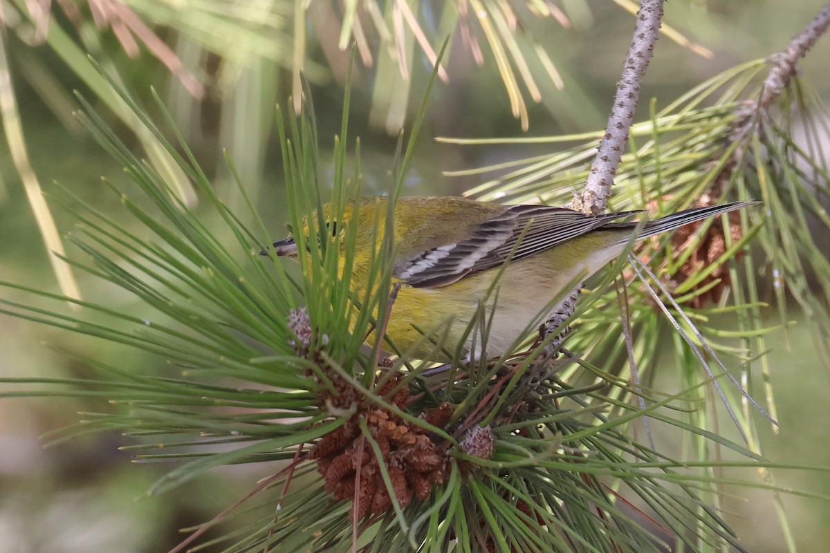 Pine Warbler - ML627478561