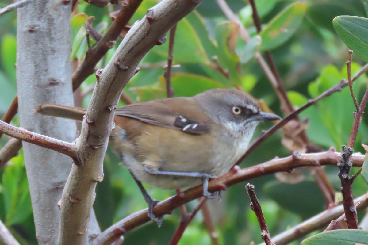 Tasmanian Scrubwren - ML627478640