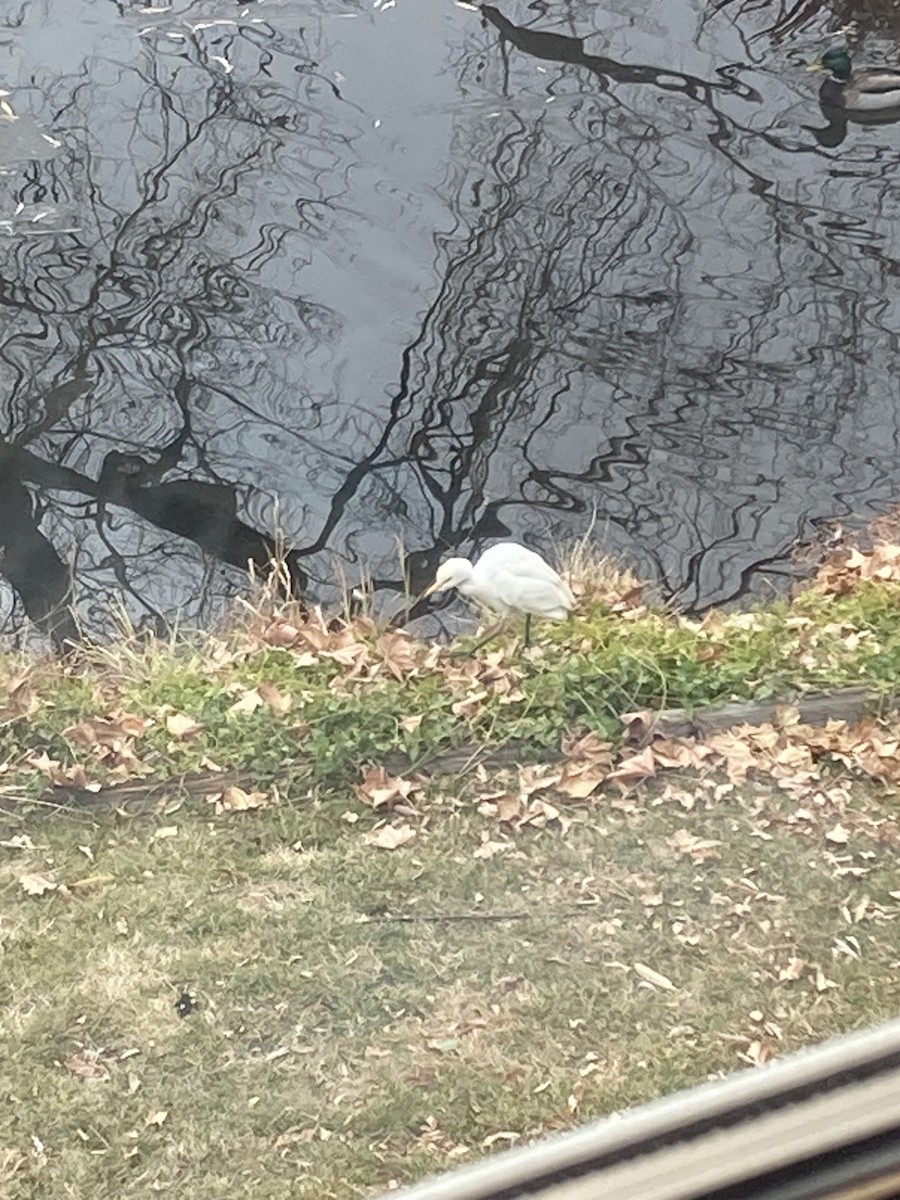 volavka rusohlavá - ML627478742