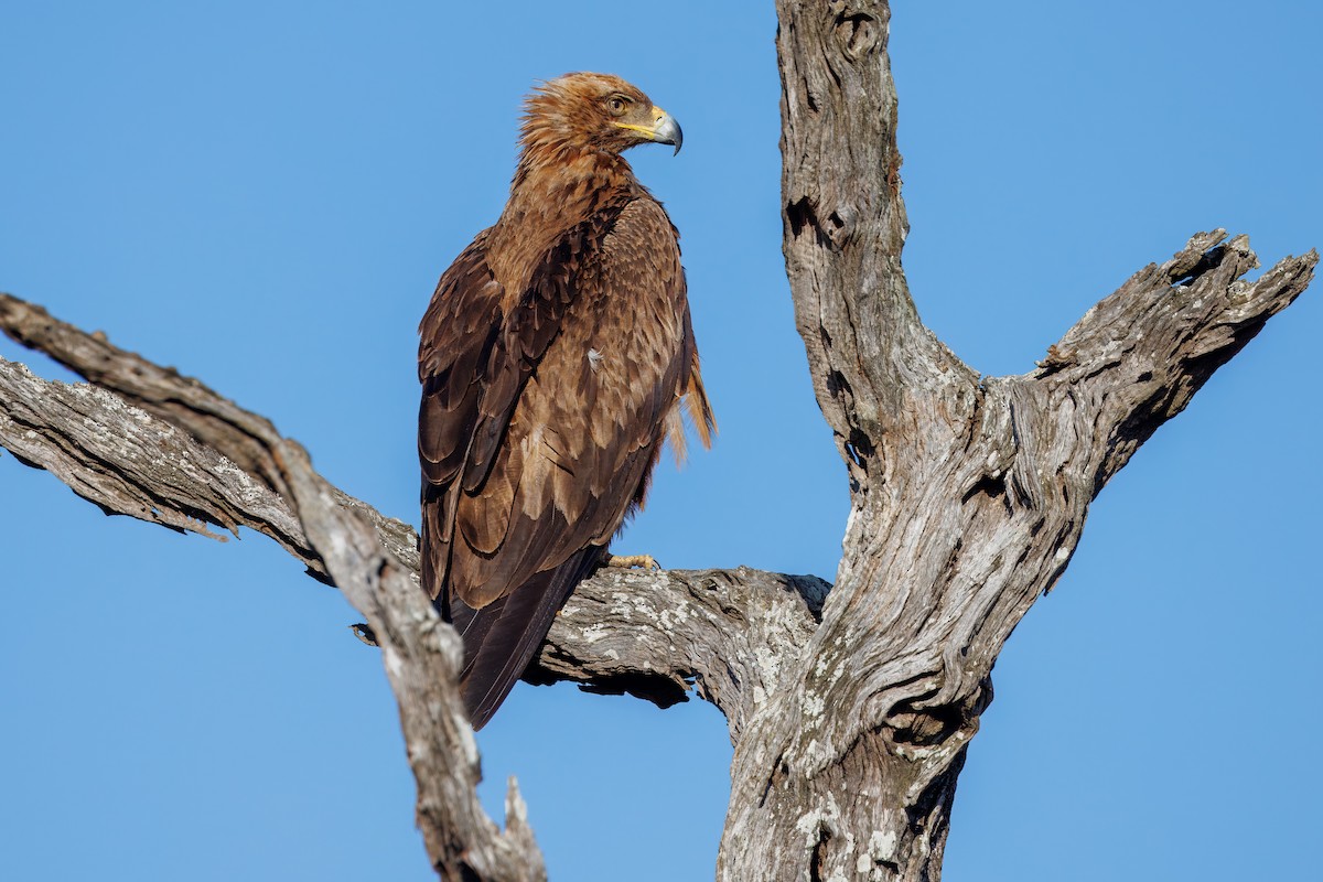 Tawny Eagle - ML627478952