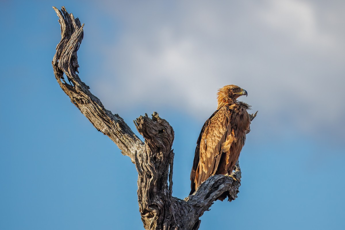 Tawny Eagle - ML627478953