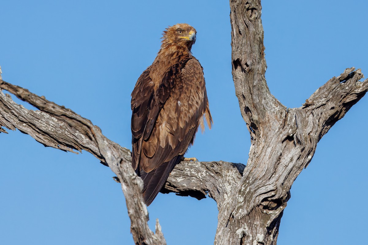 Tawny Eagle - ML627478954