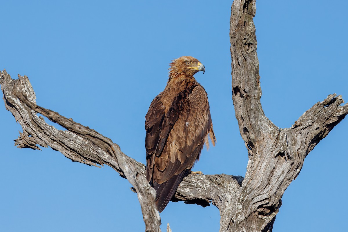 Tawny Eagle - ML627478956