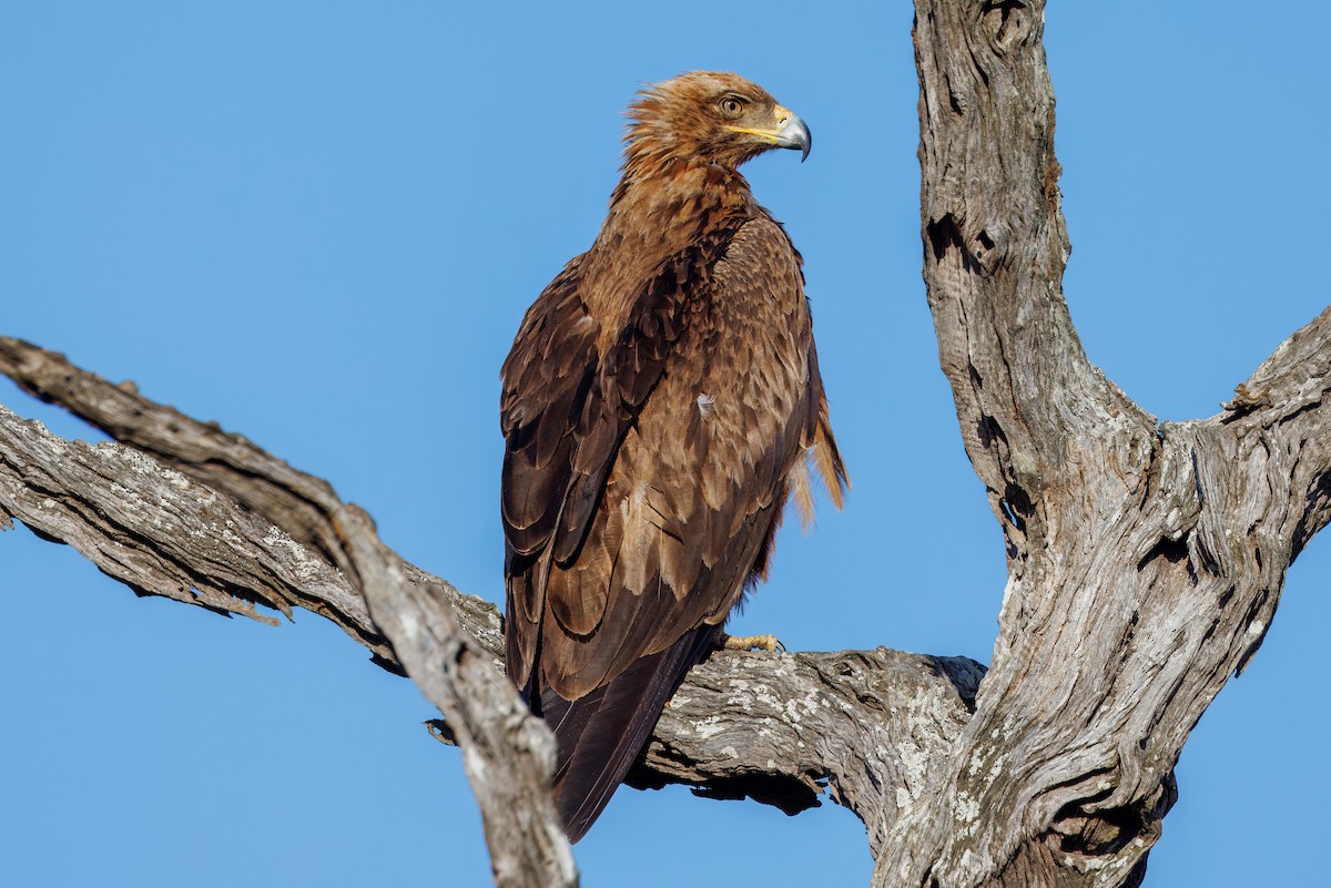 Tawny Eagle - ML627478957