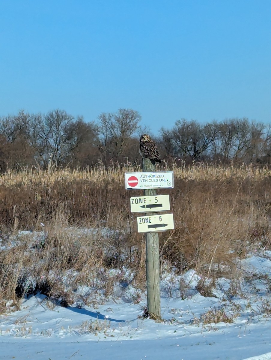 Short-eared Owl - ML627478969