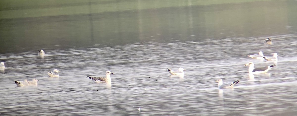 Lesser Black-backed Gull - ML627479025