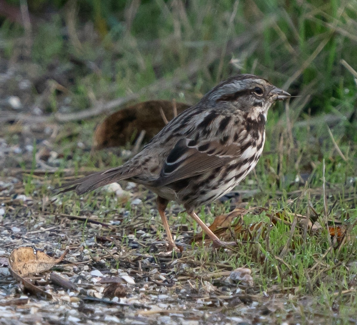 Song Sparrow - ML627479082